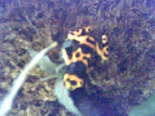 lucomeleas